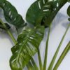 XL Monstera Obliqua Tena in 6" Round (Actual Plant First Pics)