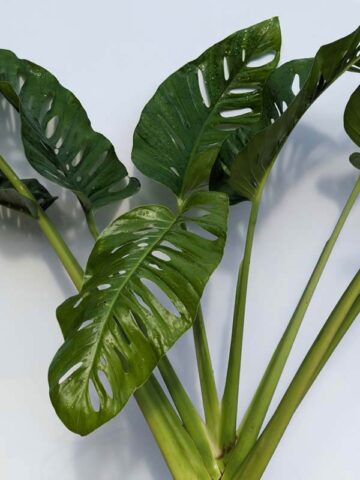 XL Monstera Obliqua Tena in 6" Round (Actual Plant First Pics)