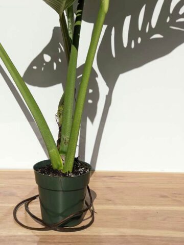 Alternative view of XL Beautiful Monstera Radicans Plant (Actual Plant)