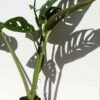 XL Beautiful Monstera Radicans Plant (Actual Plant)