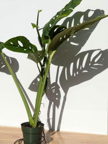 XL Beautiful Monstera Radicans Plant (Actual Plant)