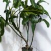 Mature Philodendron Holtonianum Trilobe (Actual Plant)
