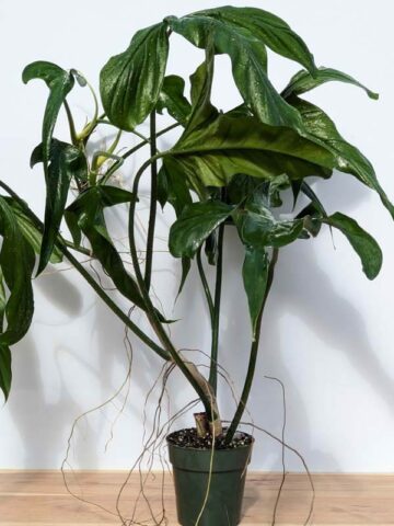 Mature Philodendron Holtonianum Trilobe (Actual Plant)