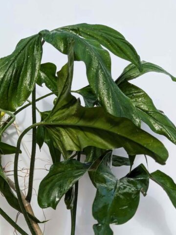 Alternative view of Mature Philodendron Holtonianum Trilobe (Actual Plant)