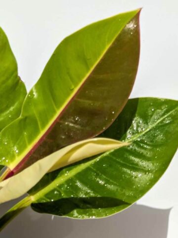 Alternative view of HUGE Philodendron Red Moon (Actual Plant, Real Not TC)