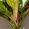 HUGE Philodendron Red Moon (Actual Plant, Real Not TC)