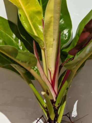 HUGE Philodendron Red Moon (Actual Plant, Real Not TC)