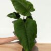 XL Philodendron Rugapetiolatum Plant in 6" Round Pot (Mature Actual Plant First Pics)