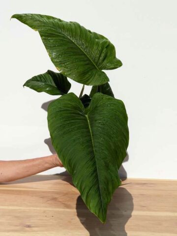 XL Philodendron Rugapetiolatum Plant in 6" Round Pot (Mature Actual Plant First Pics)
