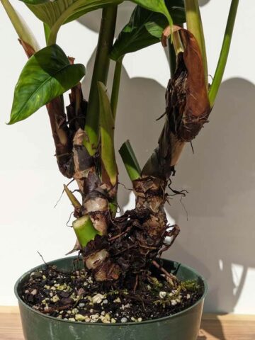 Alternative view of XL Philodendron Rugapetiolatum Plant in 6" Round Pot (Mature Actual Plant First Pics)