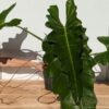XL Philodendron Weeks Red Hue (Excellent Form, Actual Plant All Pics)