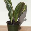 Lg. New Introduction RARE Sansevieria Masoniana Variegata (Actual Plant 6" Pot)