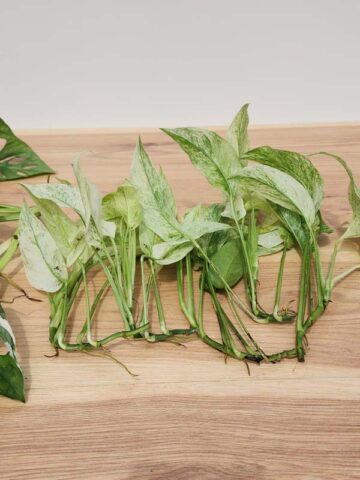 Alternative view of 8 A+ Rare Monstera Adansonii Cuttings 5-Laniata Mint, 2 Albovariegata, 1 Archipelago (First Pics)