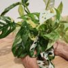 8 A+ Rare Monstera Adansonii Cuttings 5-Laniata Mint, 2 Albovariegata, 1 Archipelago (First Pics)