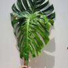 Mature Monstera Deliciosa Albo Variegata Large Form (XL Top Cut First Pics)
