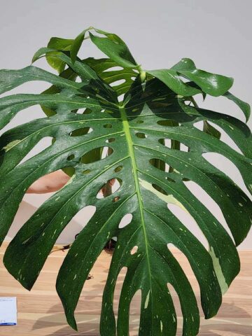 Alternative view of Mature Monstera Deliciosa Albo Variegata Large Form (XL Top Cut First Pics)