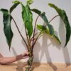 XL Giant Philodendron Mexicanum Red, Mild Variegation (XL Top Cut First Pics)