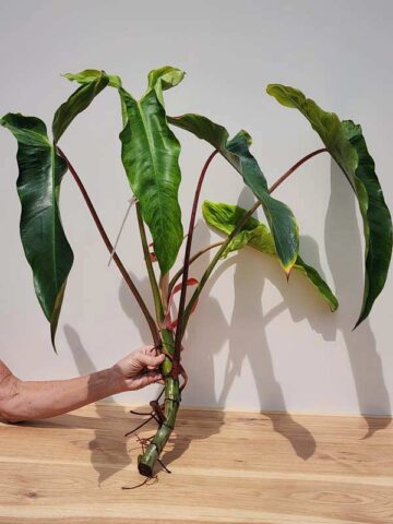 XL Giant Philodendron Mexicanum Red, Mild Variegation (XL Top Cut First Pics)