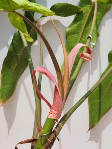 Alternative view of XL Giant Philodendron Mexicanum Red, Mild Variegation (XL Top Cut First Pics)
