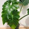 XL Philodendron Subincisum / Wilsonii Plant (Actual Plant First Pics)