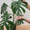 Lg. Rhaphidophora Tetrasperma cv Flame in 4" Round Pot (Actual Plant First Pics)