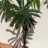 XL Anthurium Polydactylon Plant in 4" Round Pot (Actual Plant)