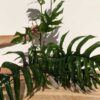 Mature Epipremnum Pinnatum Baltic Blue Plant in 4″ pot (Actual Plant First Pics)