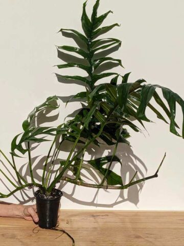 Alternative view of Mature Epipremnum Pinnatum Baltic Blue Plant in 4″ pot (Actual Plant First Pics)
