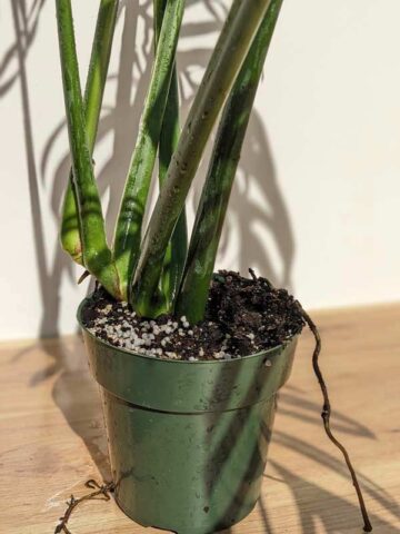 Alternative view of VERY RARE XXL Monstera Croatii (Actual Plant First Pics)
