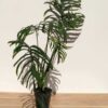 VERY RARE XXL Monstera Croatii (Actual Plant First Pics)