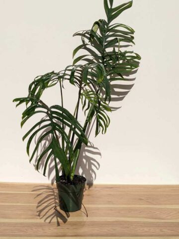 VERY RARE XXL Monstera Croatii (Actual Plant First Pics)