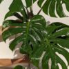 RARE!, HUGE Monstera Deliciosa Compacta Kunzo (Japan Actual Plant)