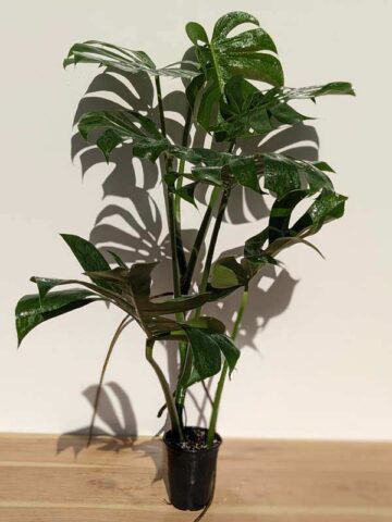 Alternative view of RARE!, HUGE Monstera Deliciosa Compacta Kunzo (Japan Actual Plant)