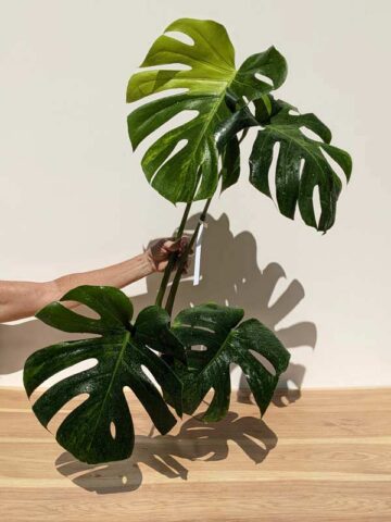 Alternative view of New Release! HUGE Monstera Deliciosa Verde Splash (XL Top Cut No Pot First Pics)