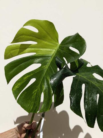New Release! HUGE Monstera Deliciosa Verde Splash (XL Top Cut No Pot First Pics)