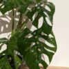 RARE Monstera Memberancea Plant in 4" Round (Actual Plant First Pics)