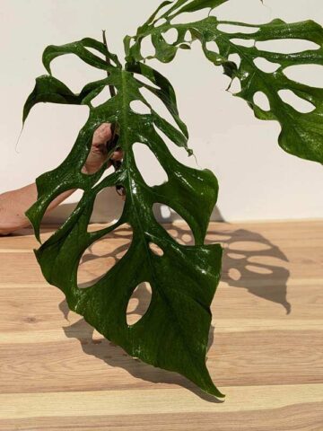 Alternative view of Very Rare, Monstera Punctulata  (XL Top Cut, No Pot, First Pics)