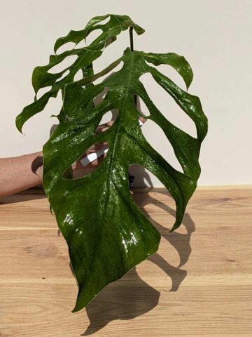 Alternative view of Very Rare, Monstera Punctulata  (XL Top Cut, No Pot, First Pics)