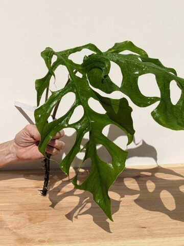 Very Rare, Monstera Punctulata  (XL Top Cut, No Pot, First Pics)