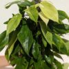 Lg Philodendron Florida Ghost SUPER WHITE ON NEW GROWTH Plant in 4" pot (Actual Plant First Photos)