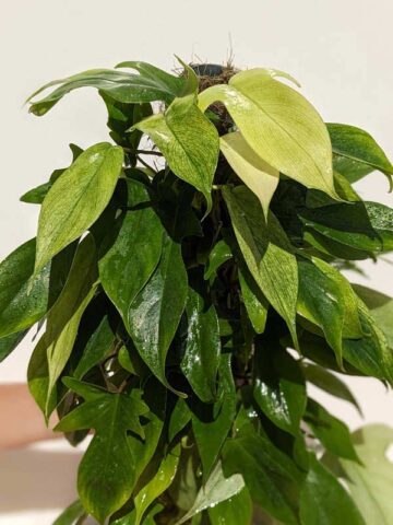 Lg Philodendron Florida Ghost SUPER WHITE ON NEW GROWTH Plant in 4" pot (Actual Plant First Photos)