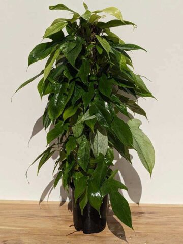 Alternative view of Lg Philodendron Florida Ghost SUPER WHITE ON NEW GROWTH Plant in 4" pot (Actual Plant First Photos)
