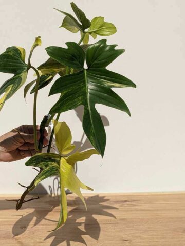 Alternative view of HUGE Philodendron Florida Variegated (Excellent Variegation XL Top Cut)