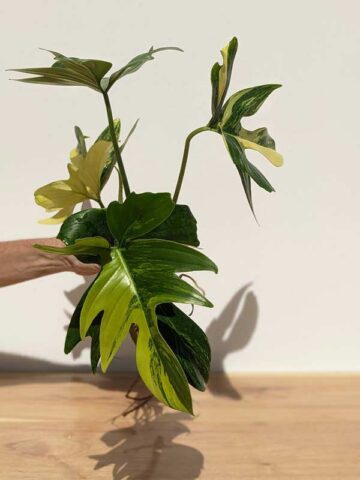 HUGE Philodendron Florida Variegated (Excellent Variegation XL Top Cut)