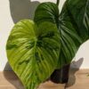 NEW RELEASE, Lg Philodendron Plowmanii Jungle Cammo Plant in 4” pot (Actual Plant First Photos)
