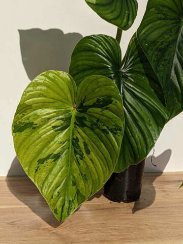 NEW RELEASE, Lg Philodendron Plowmanii Jungle Cammo Plant in 4” pot (Actual Plant First Photos)