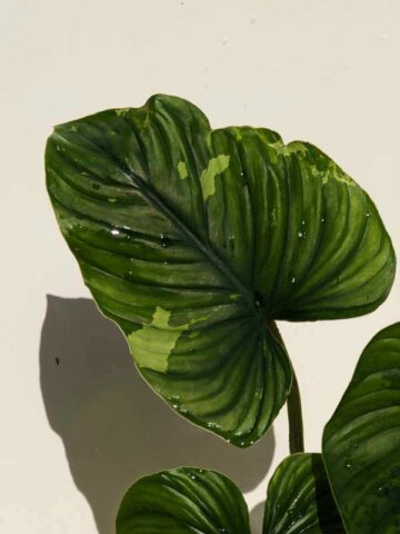Alternative view of NEW RELEASE, Lg Philodendron Plowmanii Jungle Cammo Plant in 4” pot (Actual Plant First Photos)