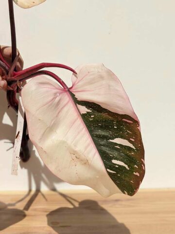 Alternative view of Mature Philodendron Pink Princess Plant (Excellent Variegation XL Top Cut First Pics)