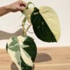 RARE Chiapense Albo Variegata Arrowhead Plant (Excellent Variegation XL Top Cut)