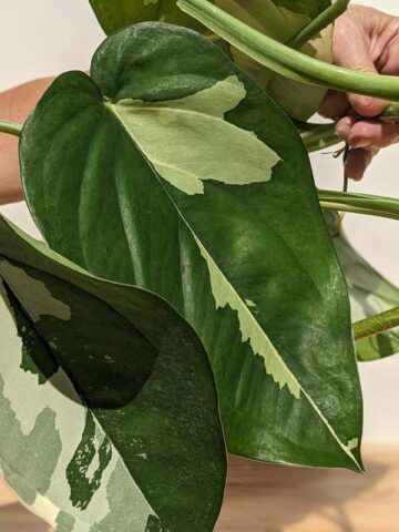 Alternative view of RARE Chiapense Albo Variegata Arrowhead Plant (Excellent Variegation XL Top Cut)